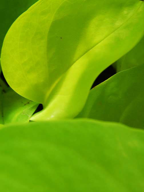 Abstract green leaf painting with vibrant organic curves and light-drenched textures, creating a lush and natural study in form and saturation.