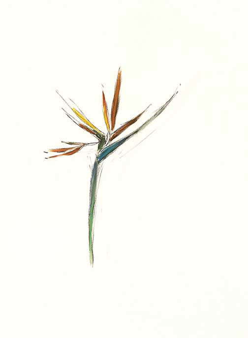 Minimalist botanical art featuring a Bird of Paradise floral sketch rendered in delicate lines and earthy tones.