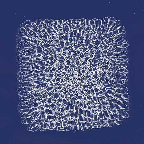 Sea anemone artwork with intricate white forms and repeating patterns on a deep blue background