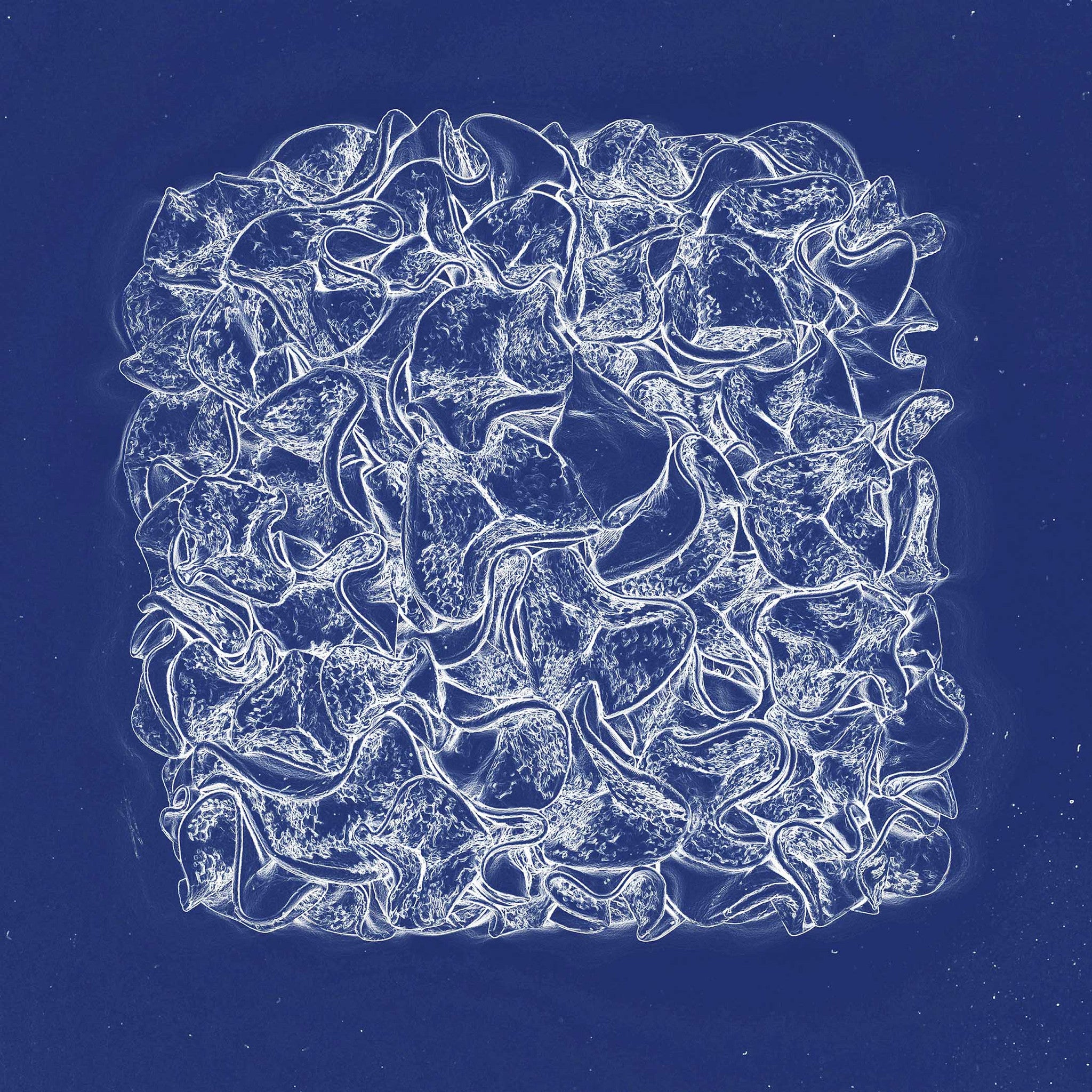 Cell-like coral abstraction with glowing white circular forms against a deep blue background, blending scientific detail with graphic elegance.