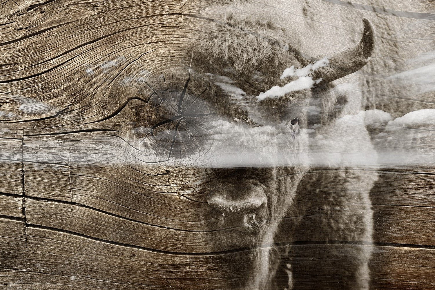 Double-exposure bison photograph with clouds and aged wood textures