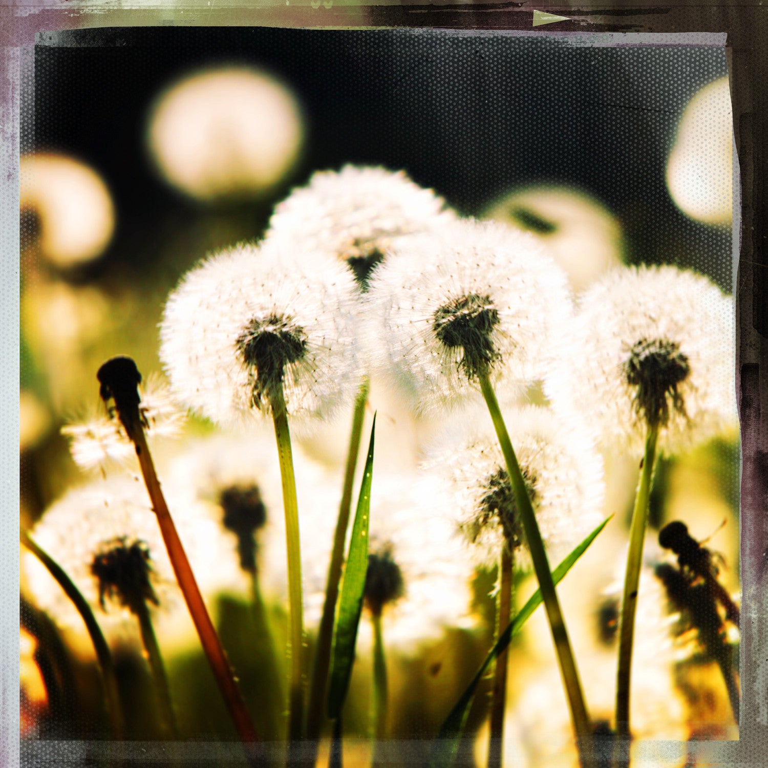 Vintage Dandelion