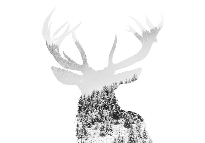 Winter Elk
