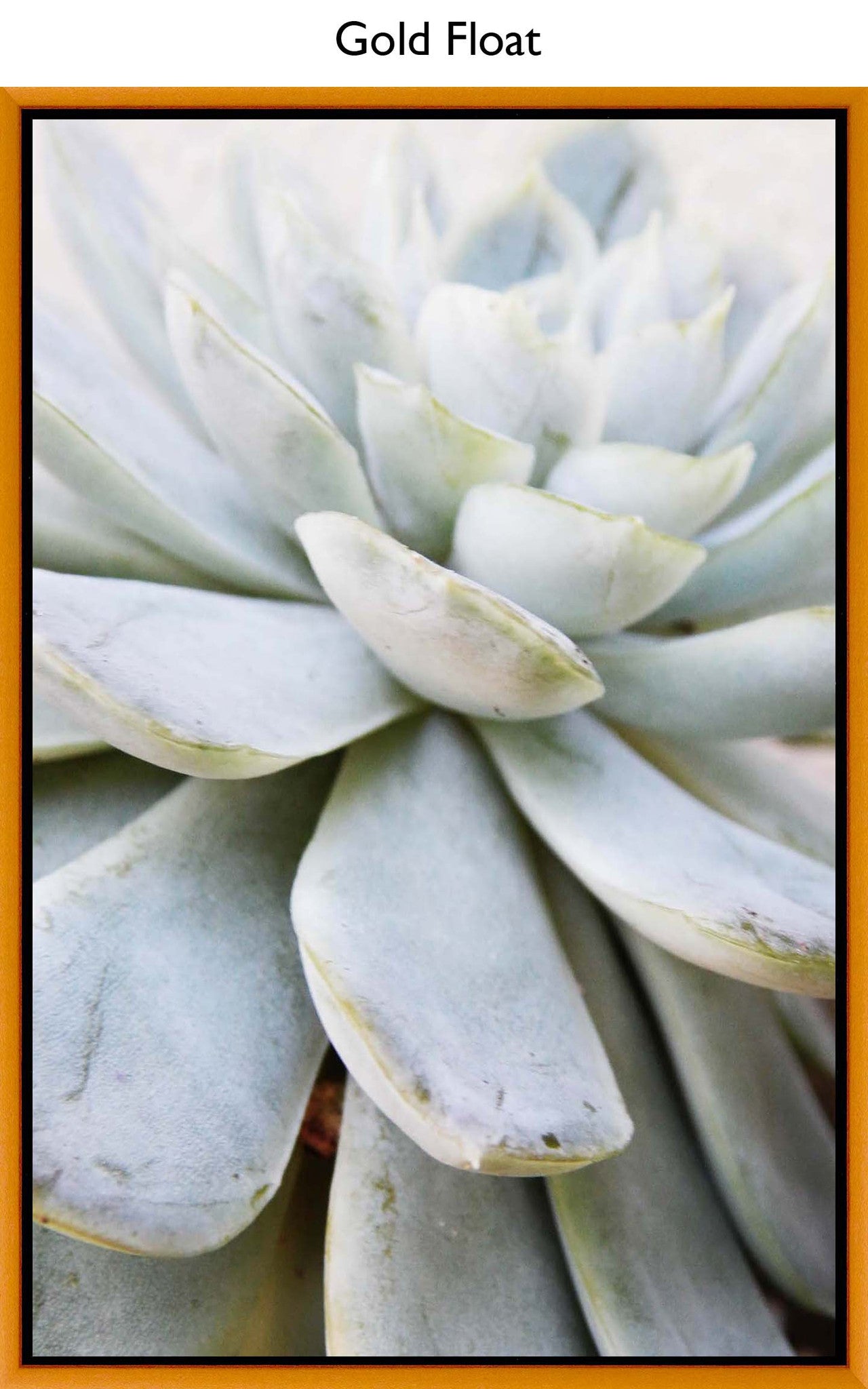 Gold Float