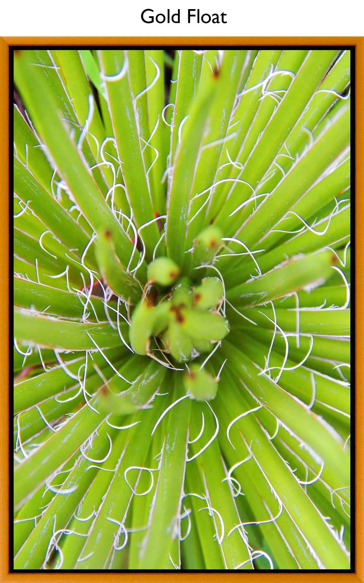 Gold Float