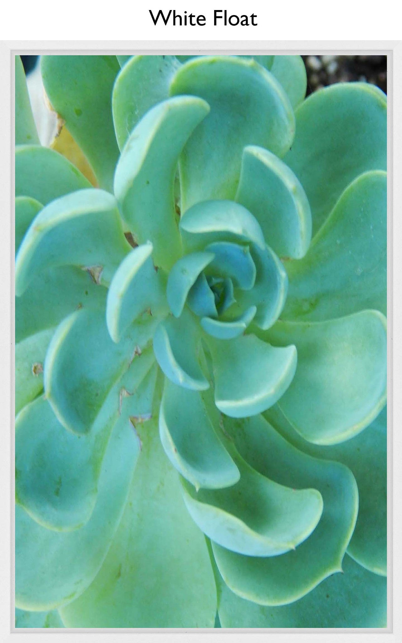 White Float
