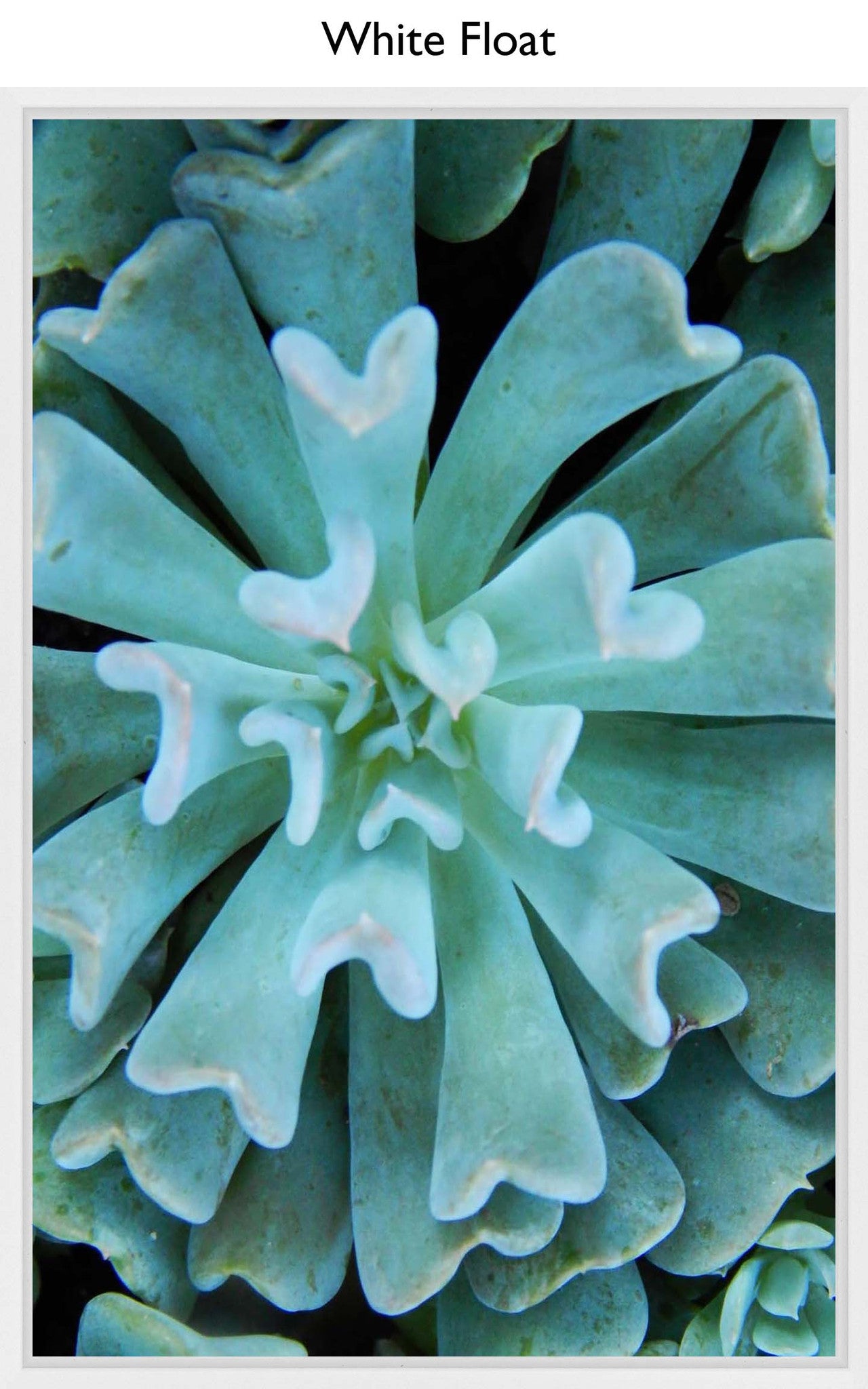 White Float
