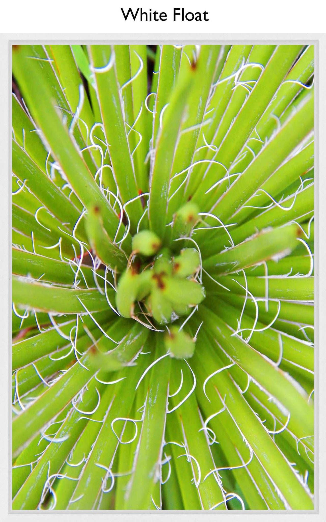 White Float
