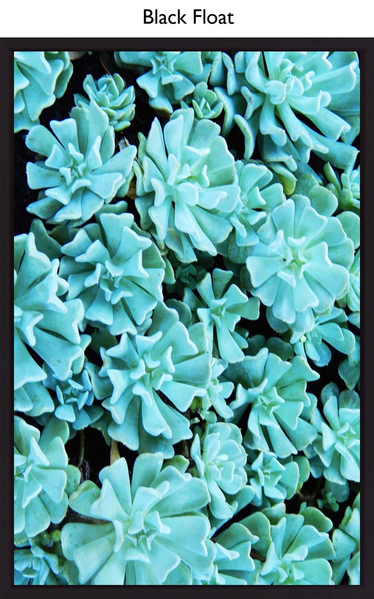Black Float