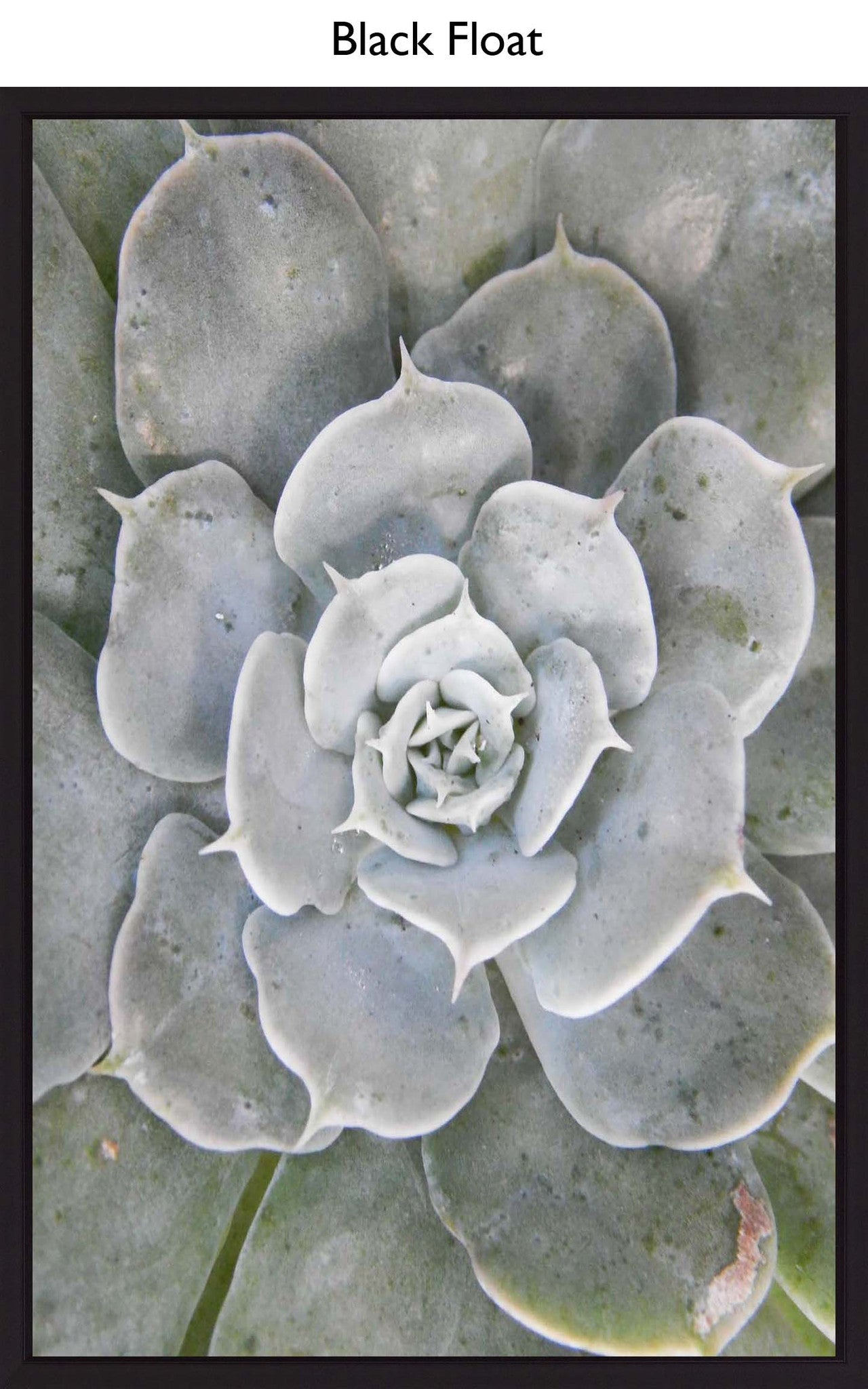 Black Float