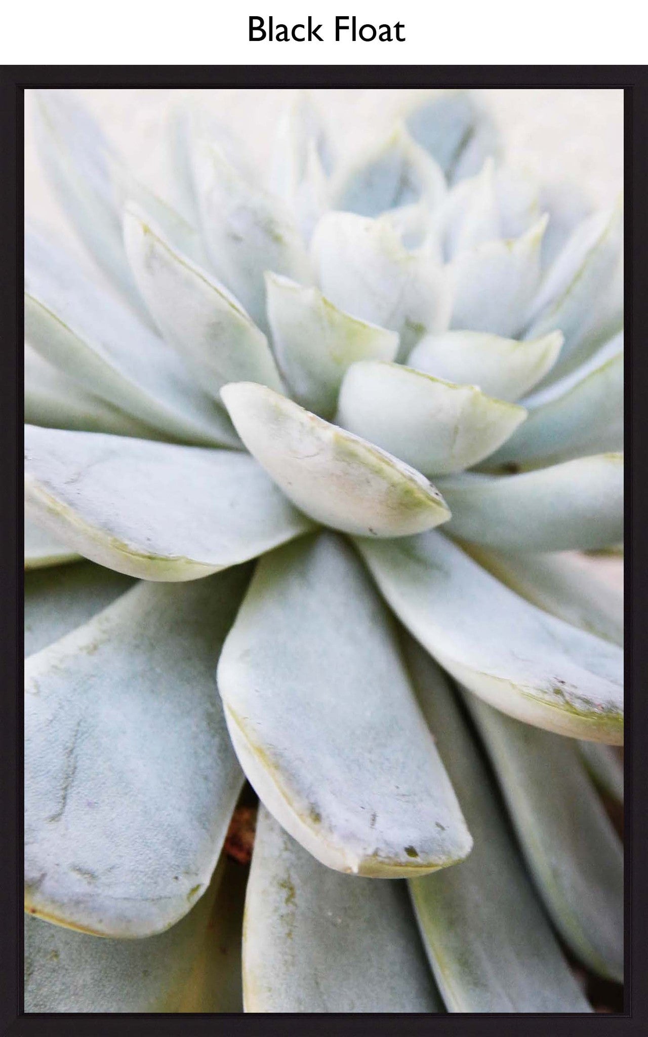 Black Float
