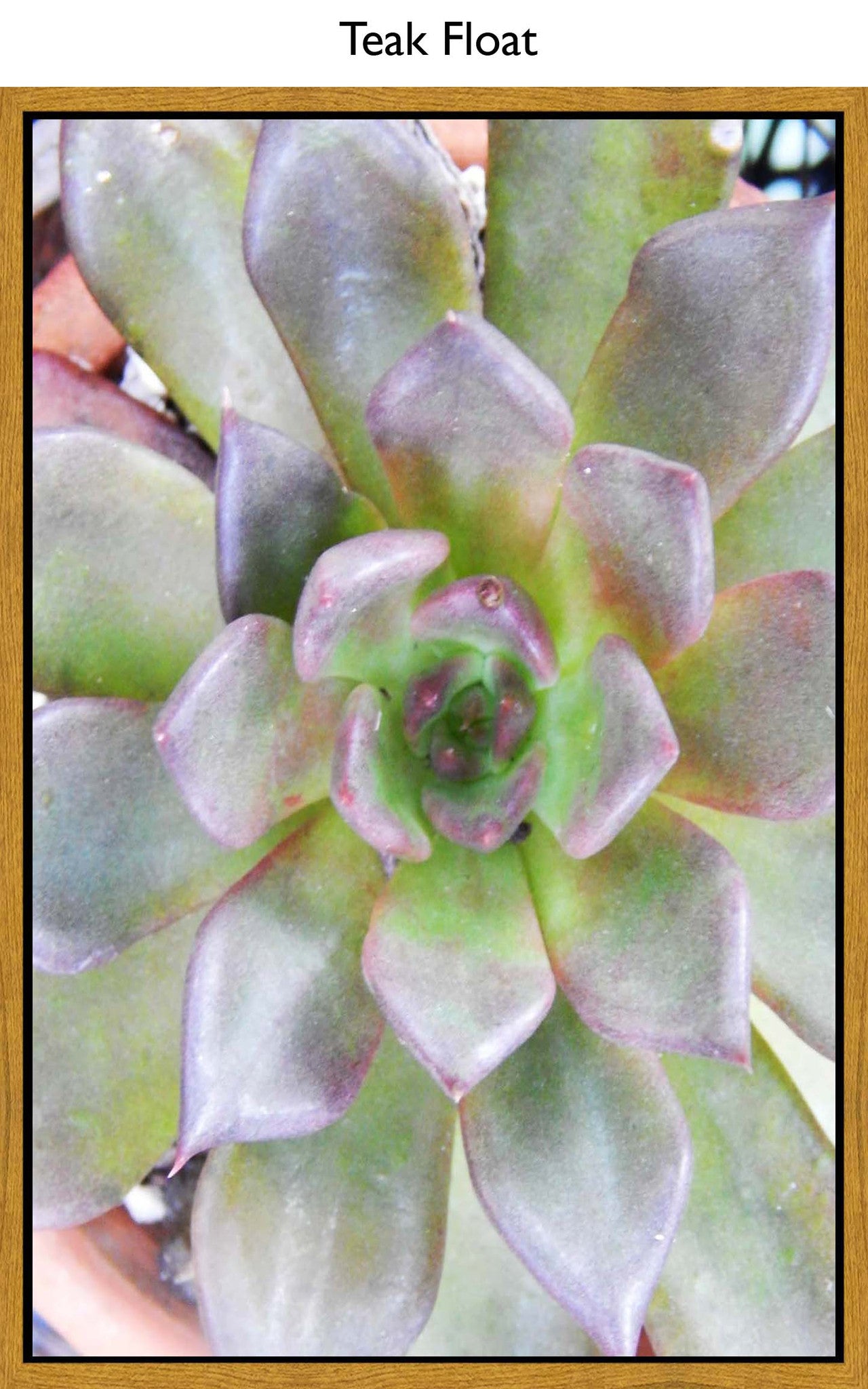 Teak Float