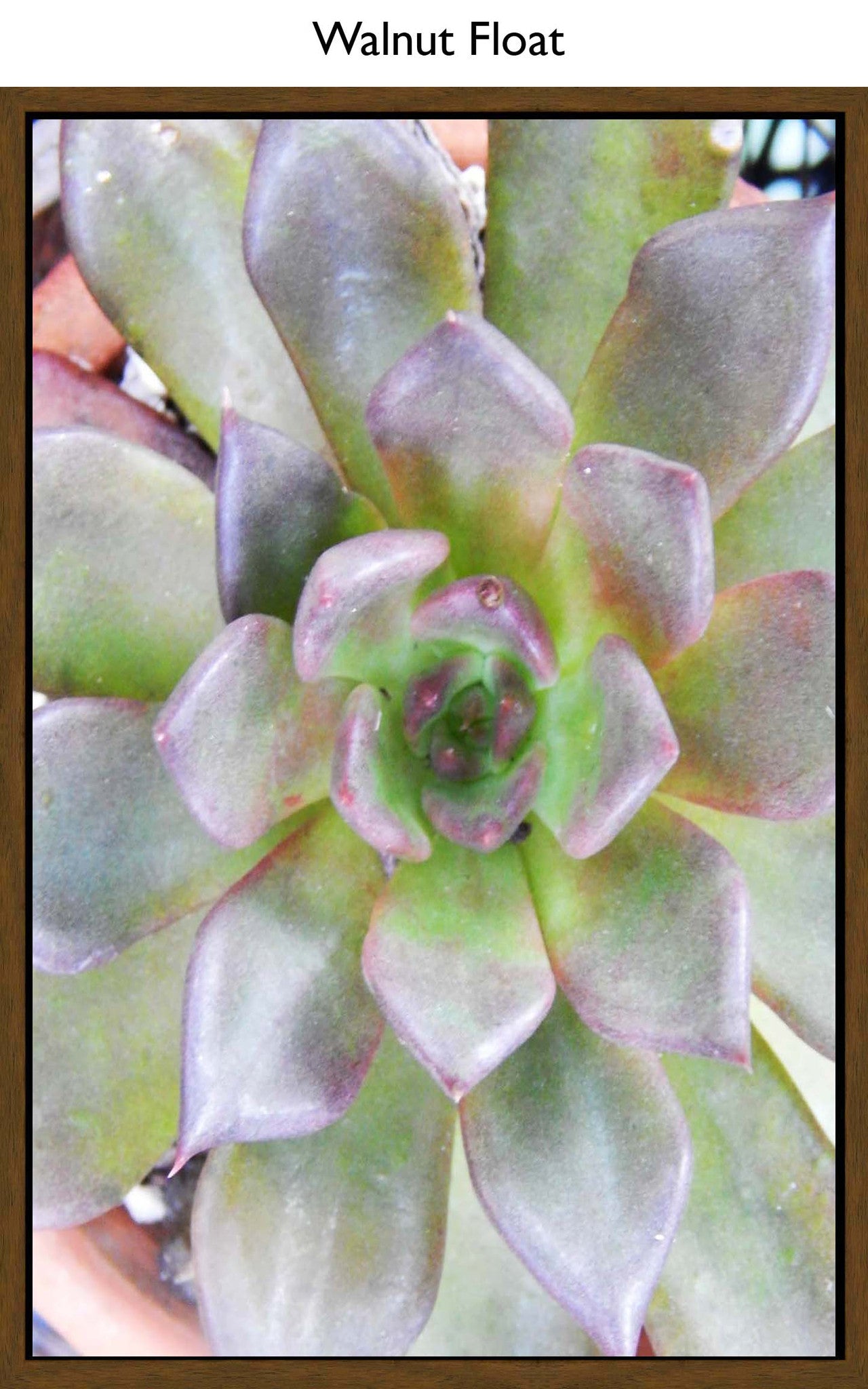 Walnut Float