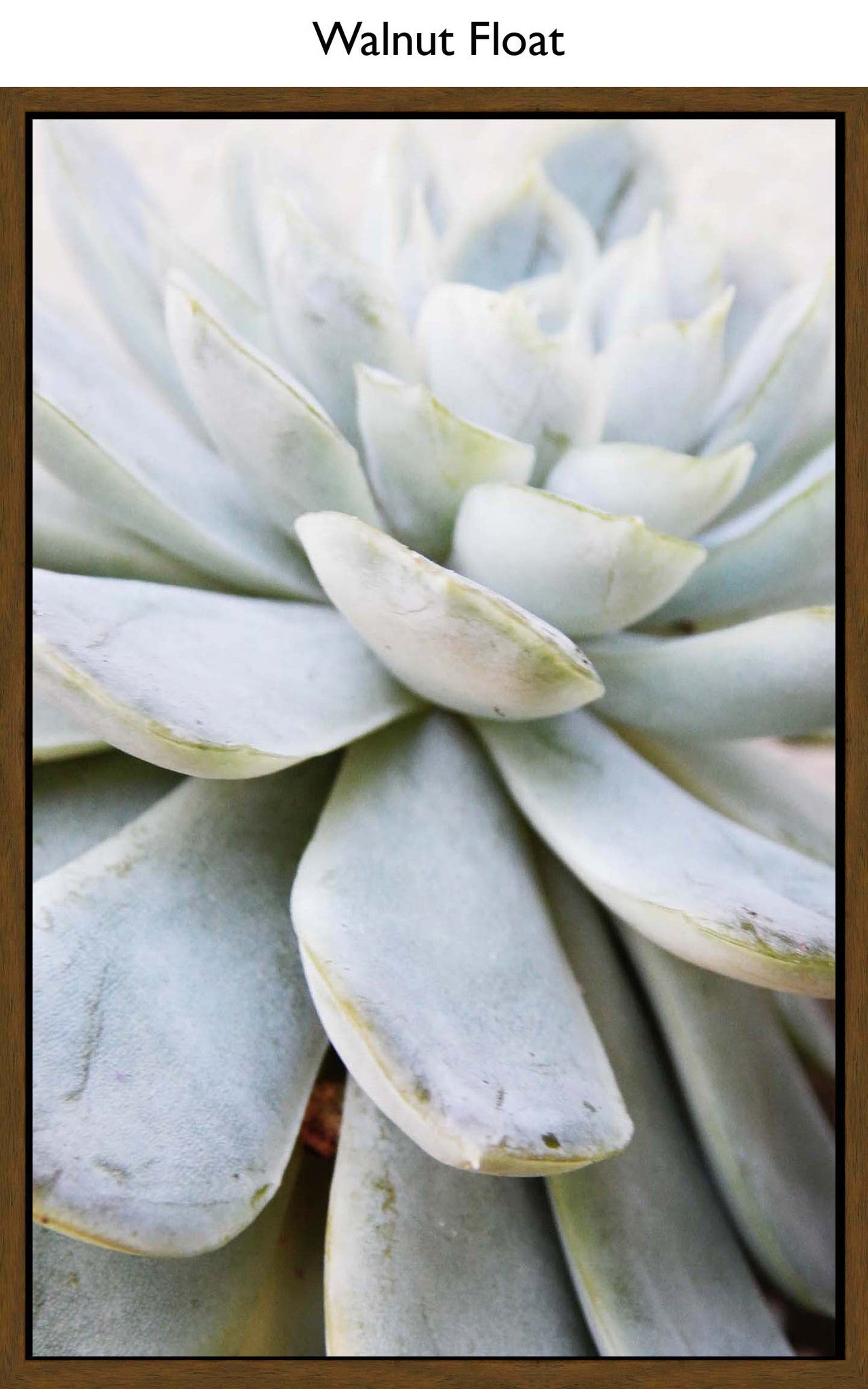 Walnut Float
