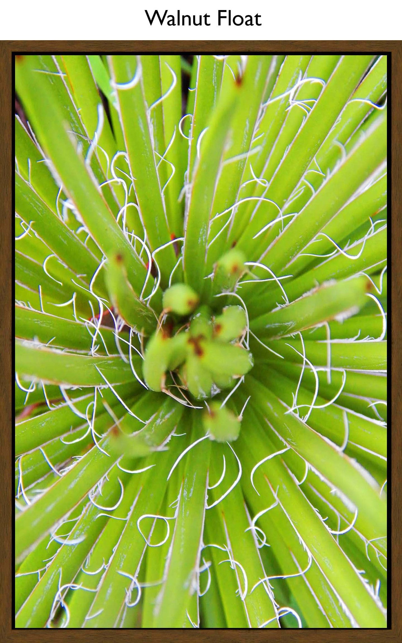 Walnut Float
