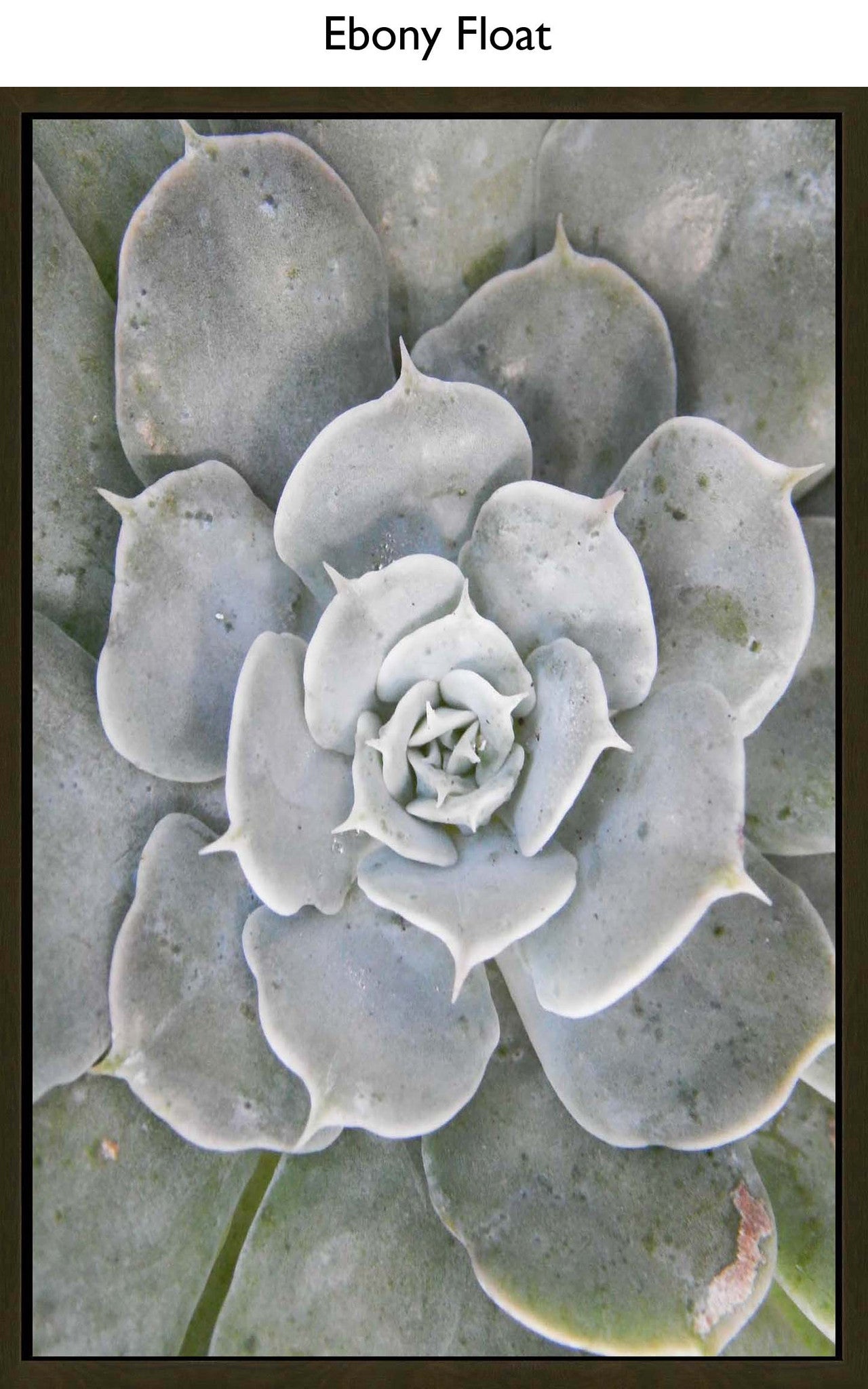 Ebony Float