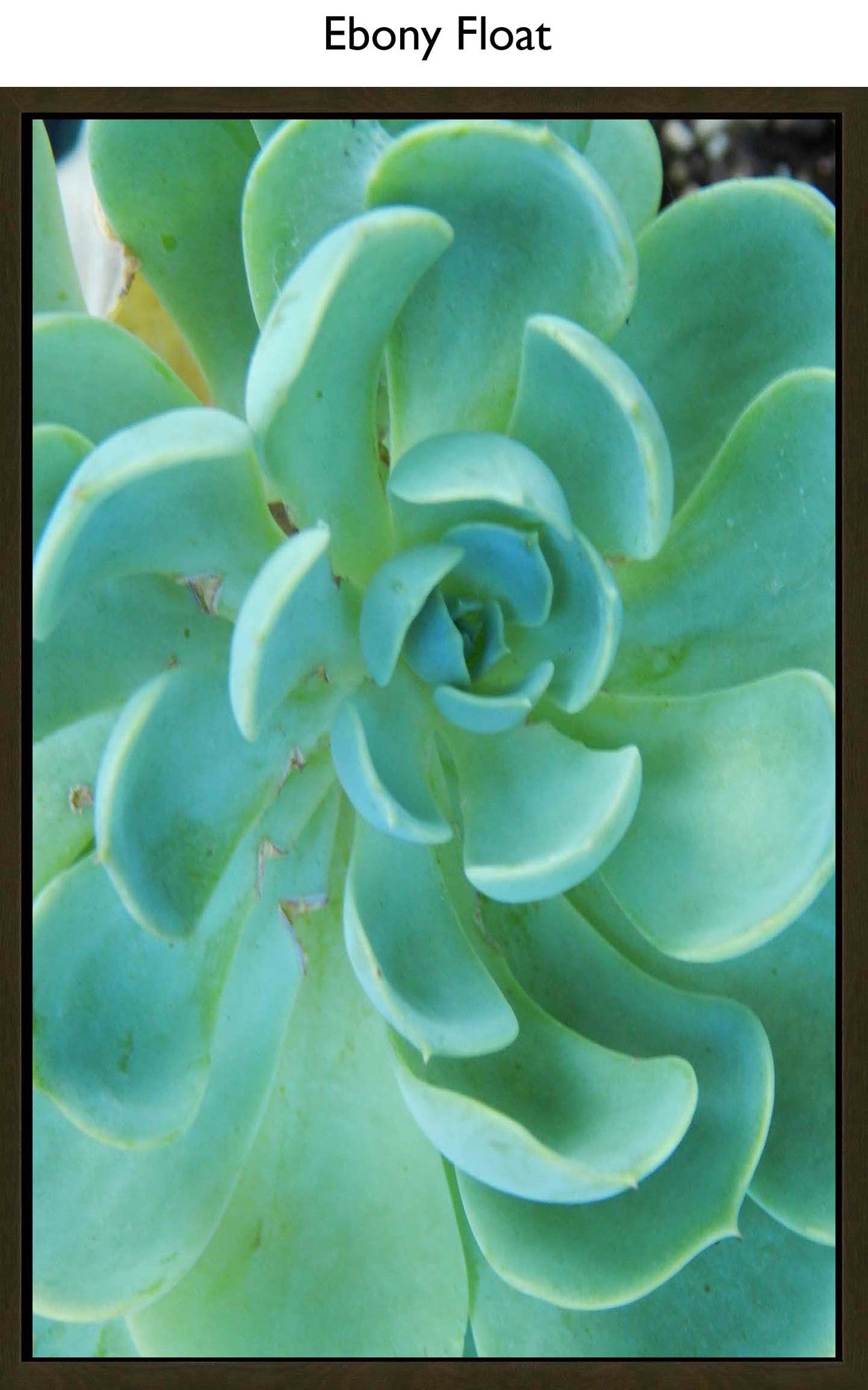 Ebony Float