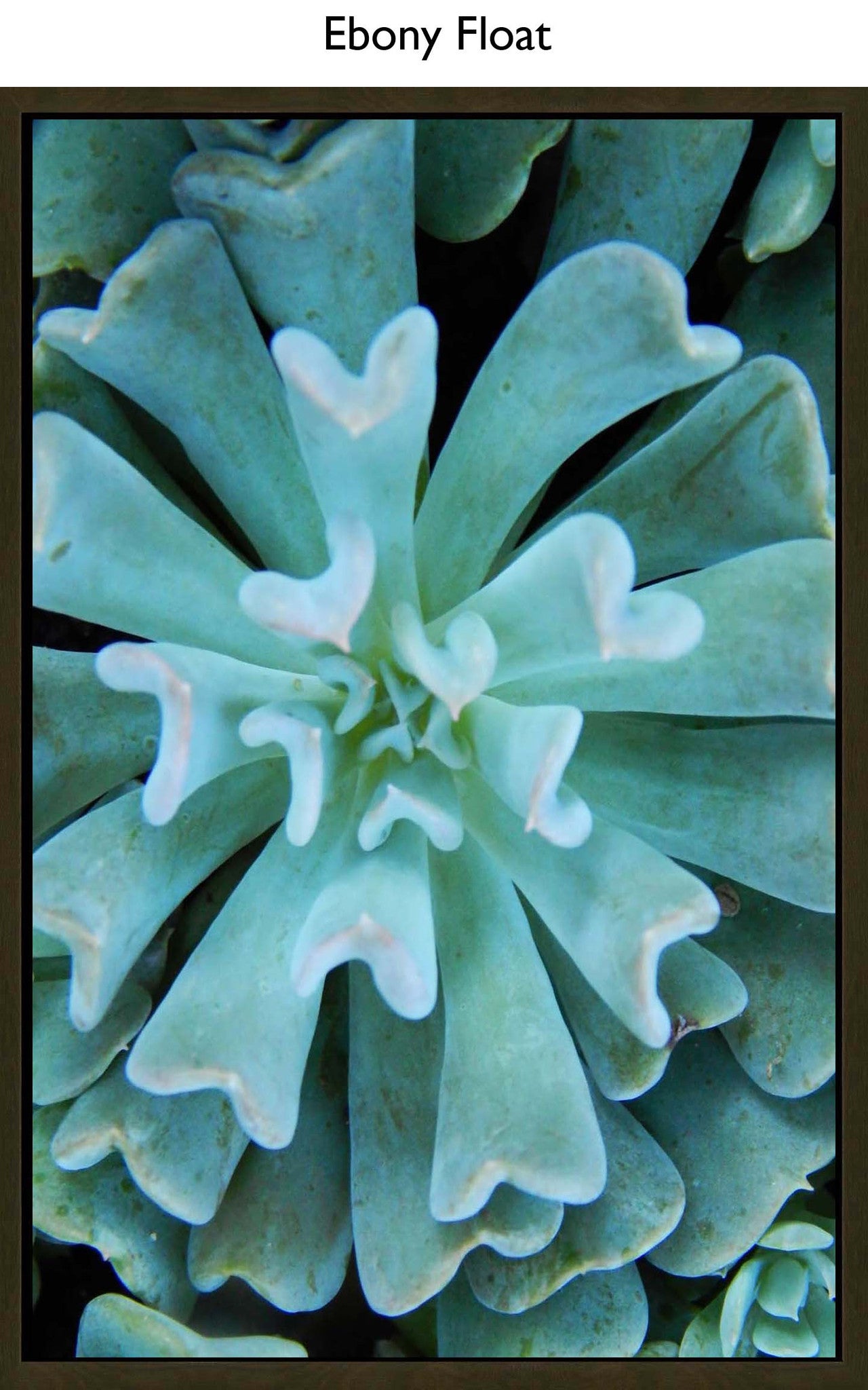 Ebony Float
