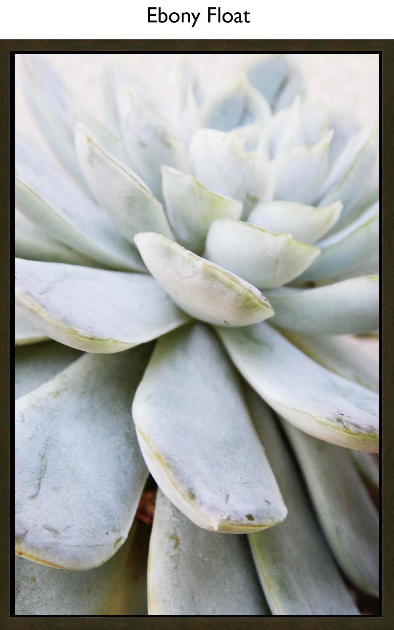 Ebony Float