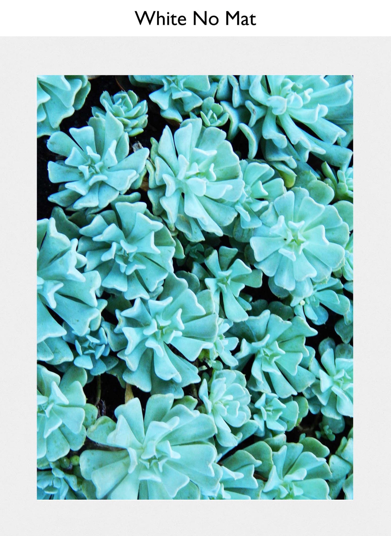 White No Mat