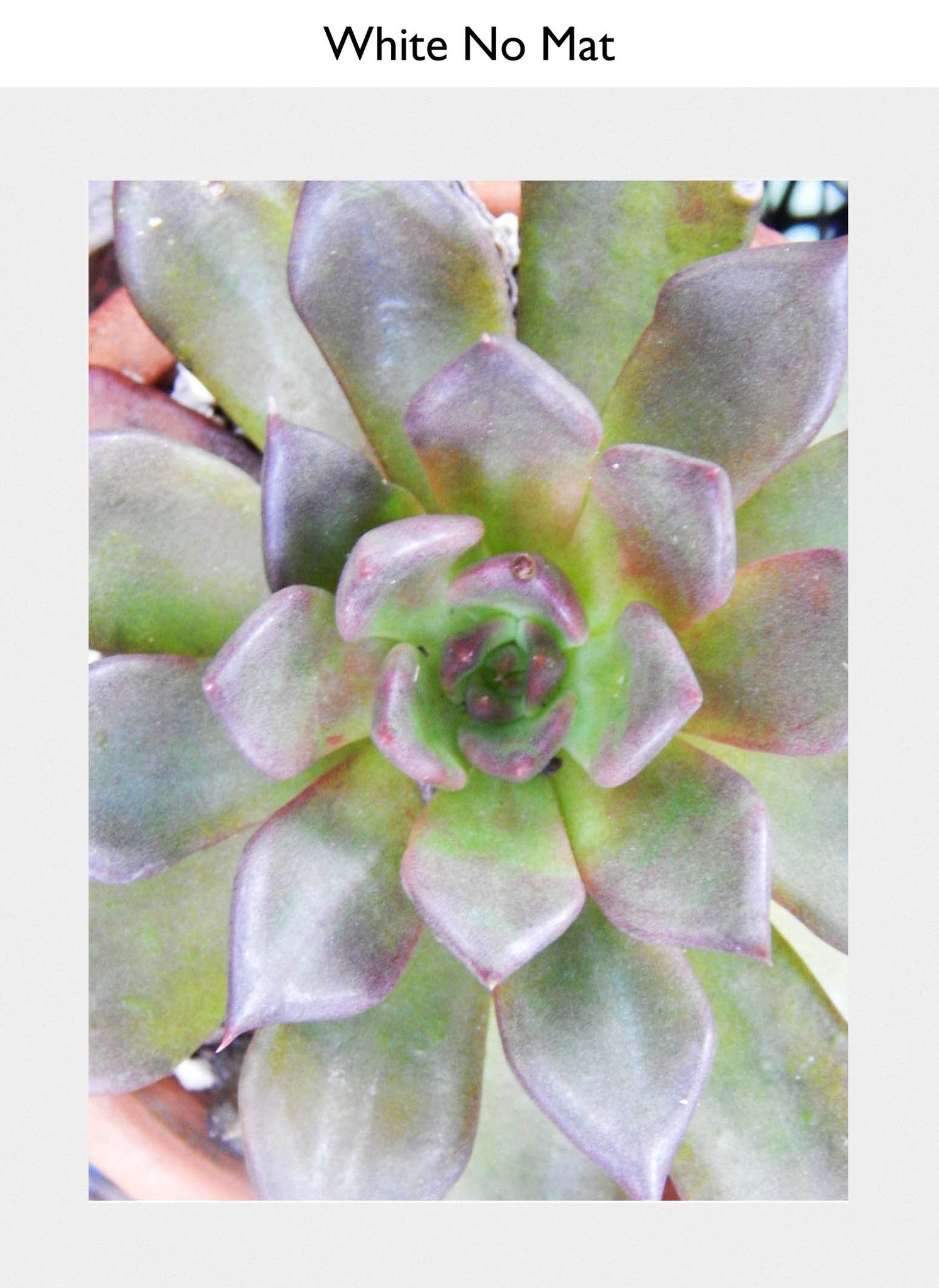 White No Mat