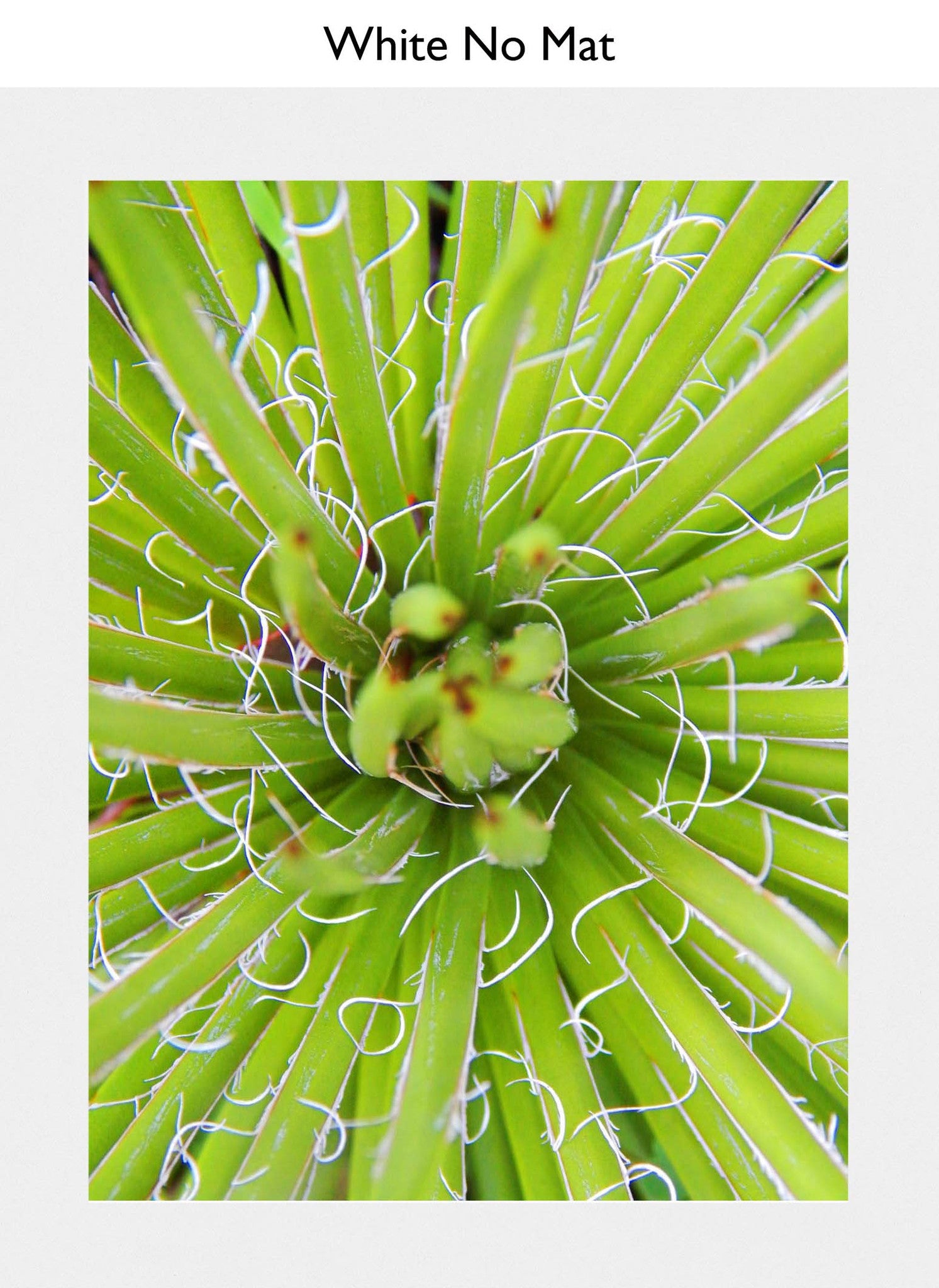 White No Mat