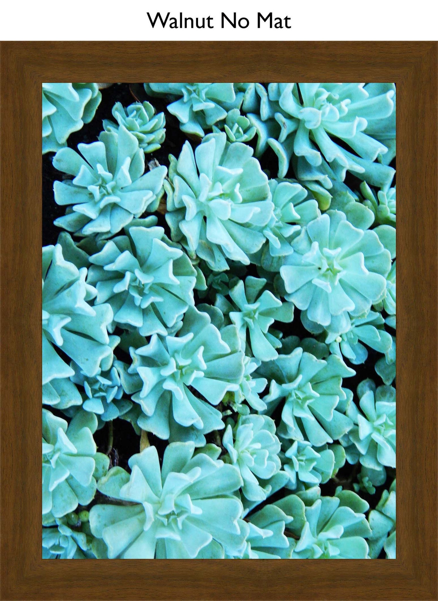 Walnut No Mat