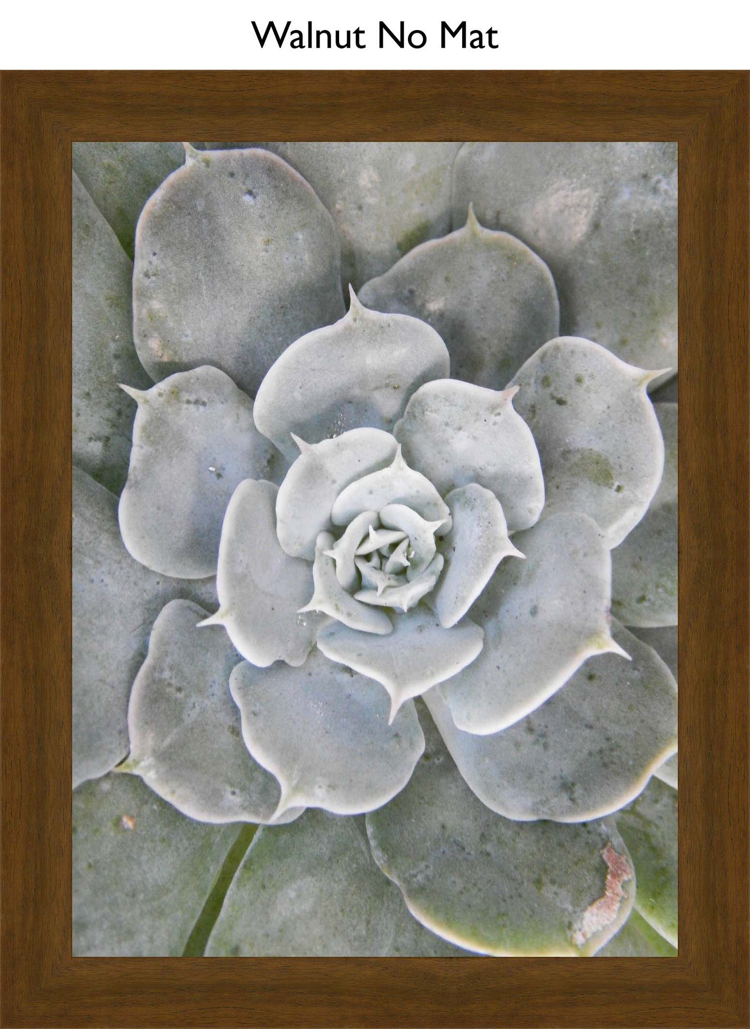 Walnut No Mat