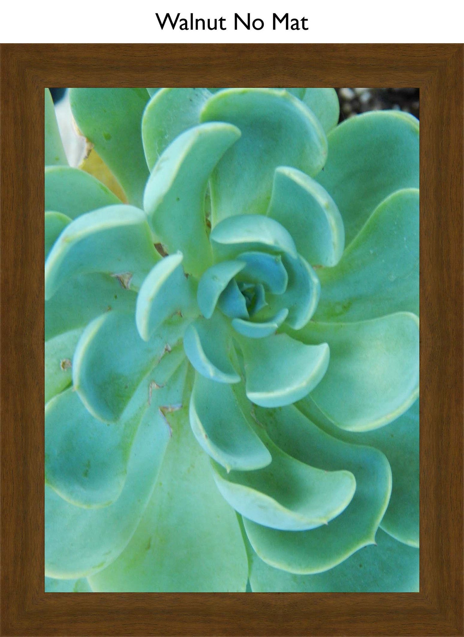 Walnut No Mat