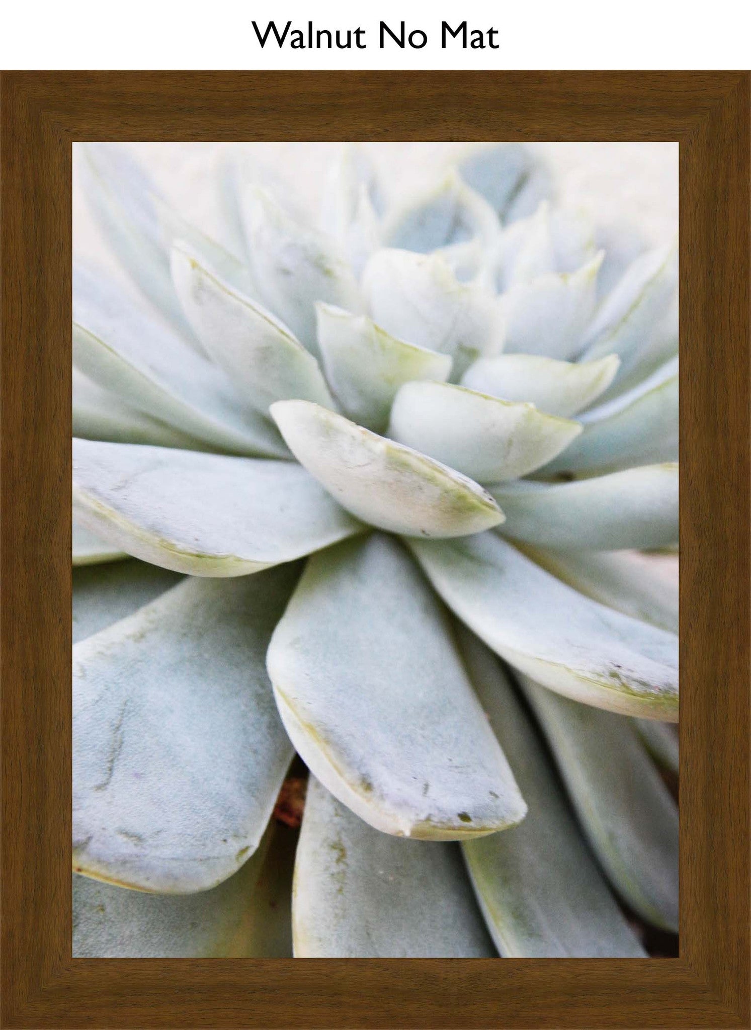 Walnut No Mat