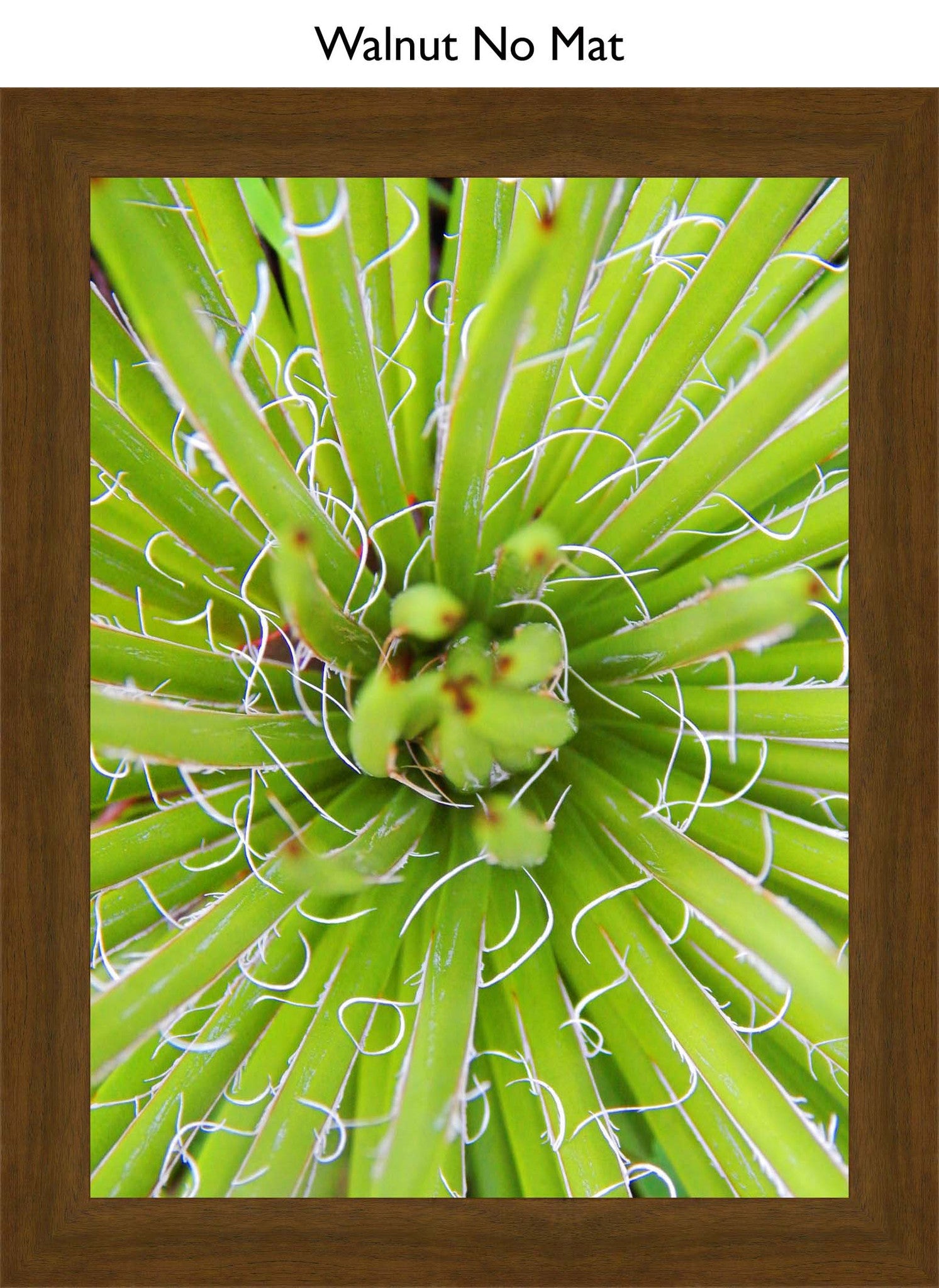 Walnut No Mat