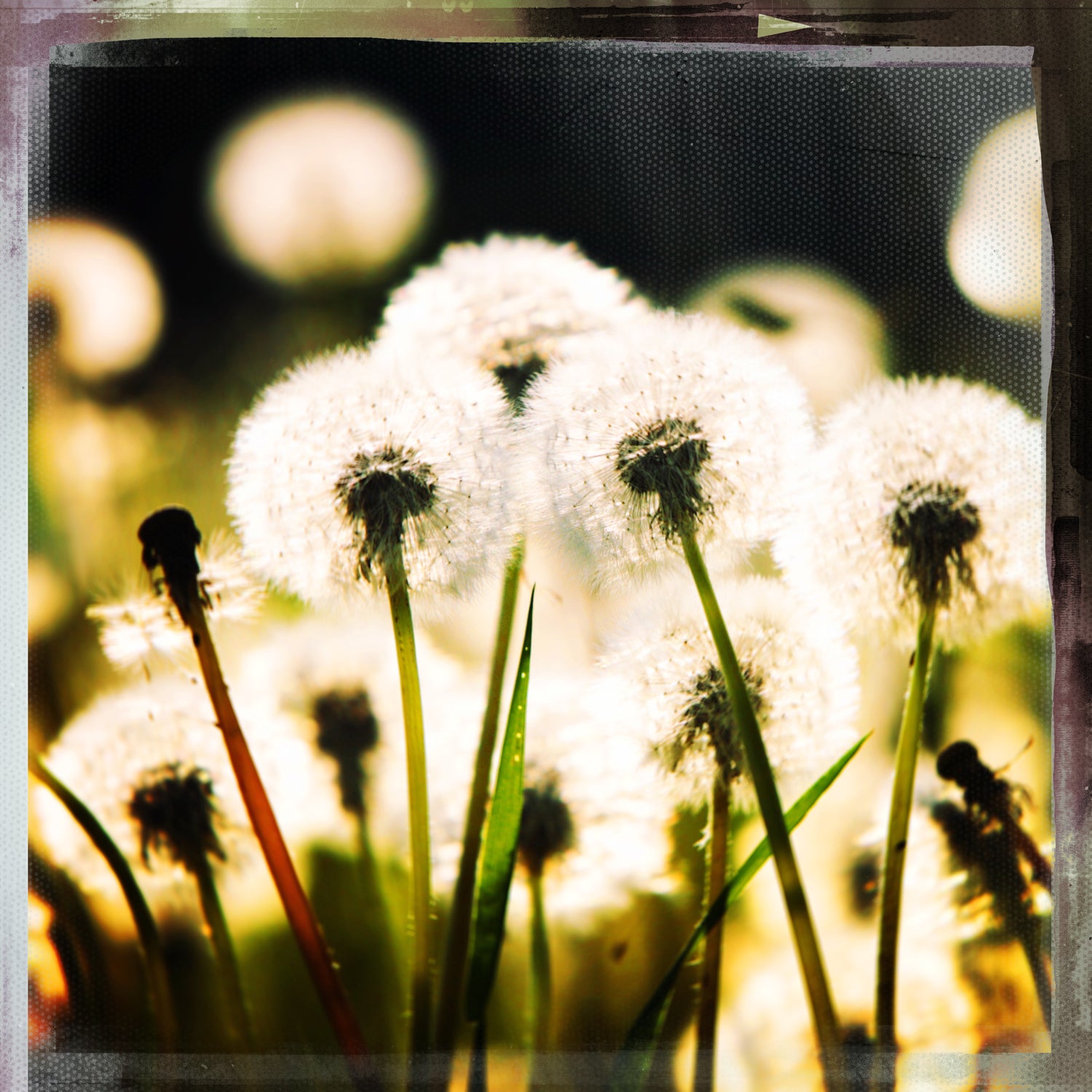 Vintage Dandelion Field