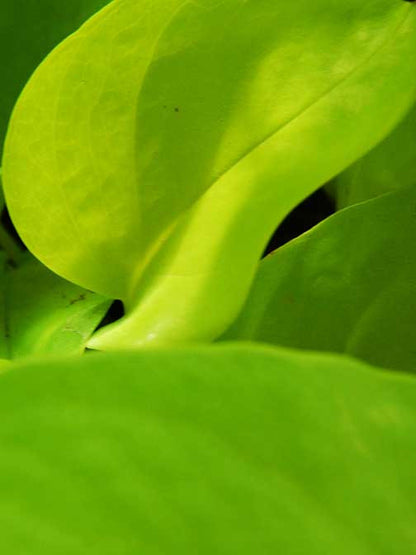 Abstract green leaf painting with vibrant organic curves and light-drenched textures, creating a lush and natural study in form and saturation.