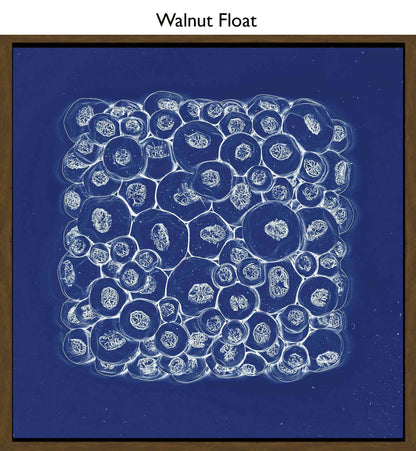 Walnut Float
