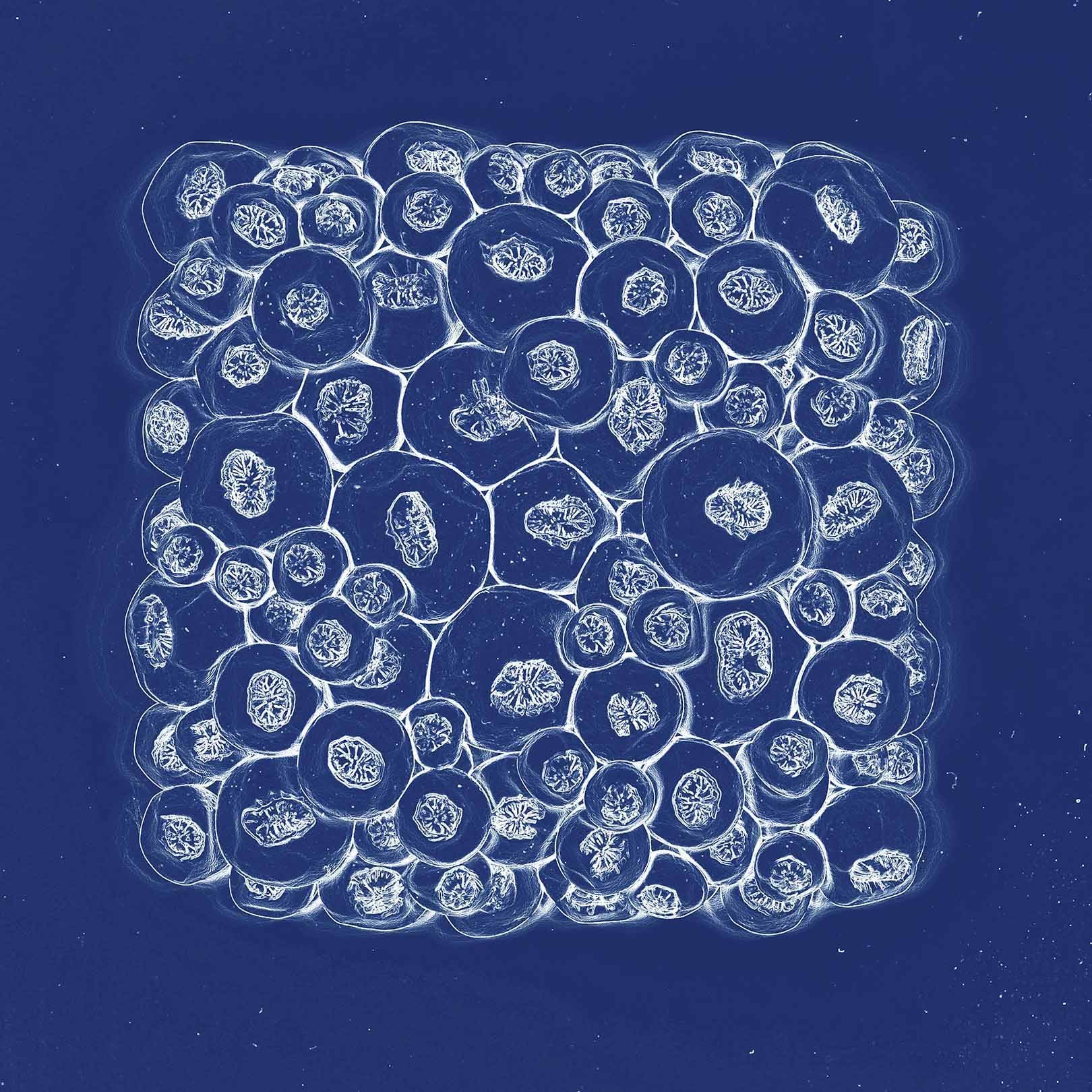 Abstract barnacle wall art with white outlined forms suspended in a deep blue field, blending scientific and artistic styles

