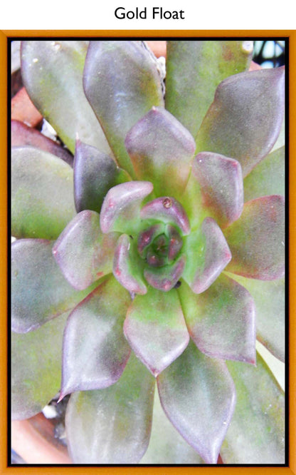 Gold Float