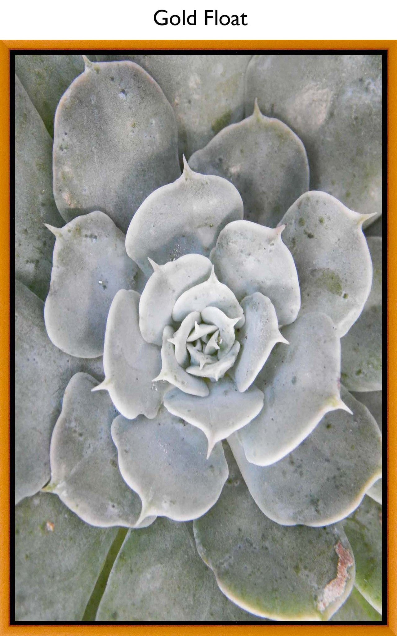 Gold Float