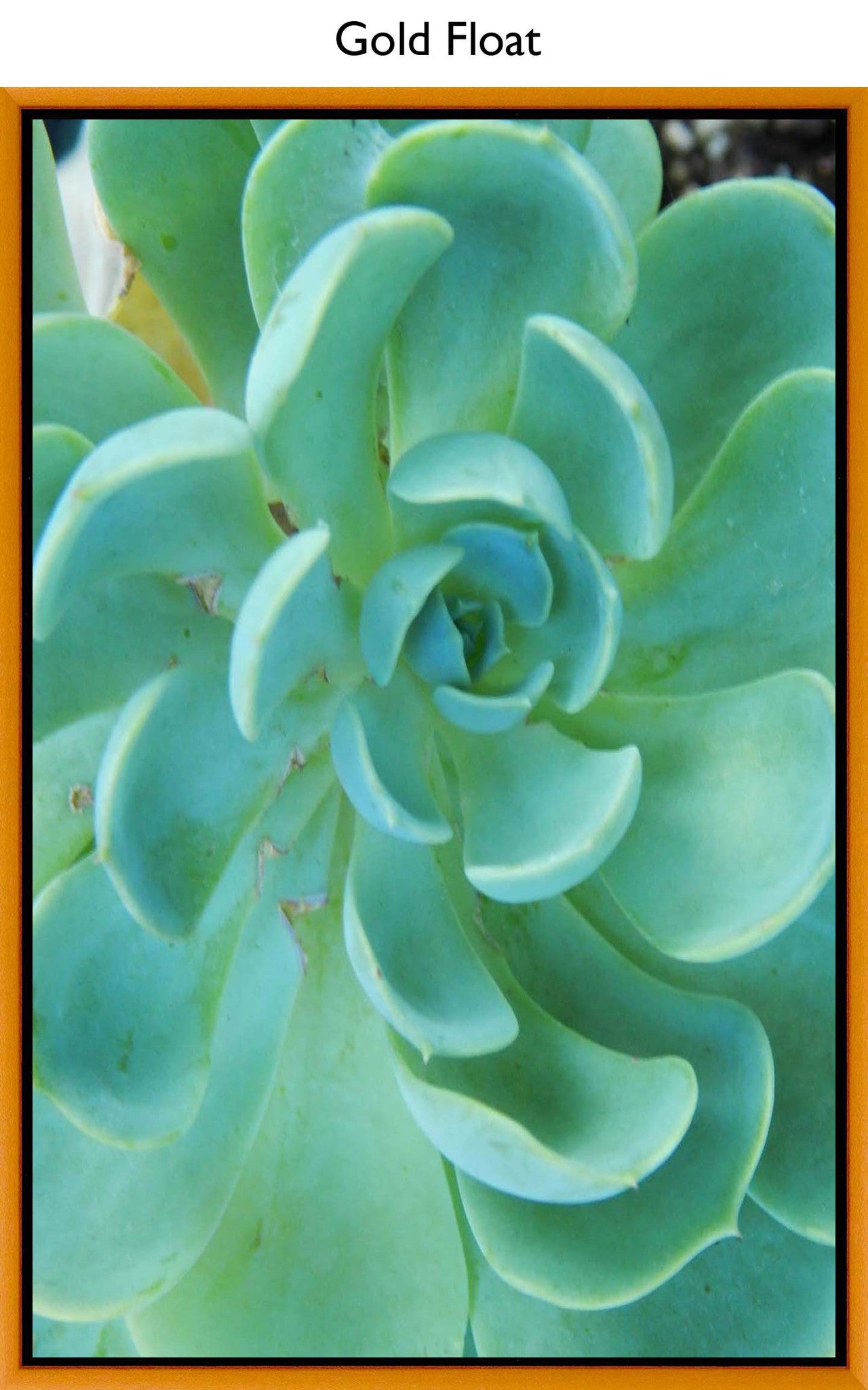 Gold Float