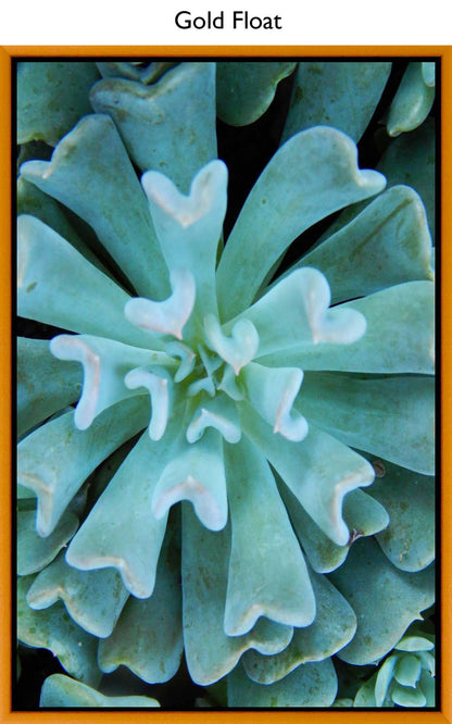 Gold Float