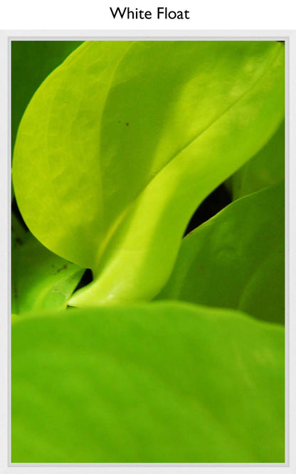 White Float