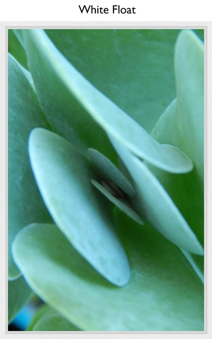White Float