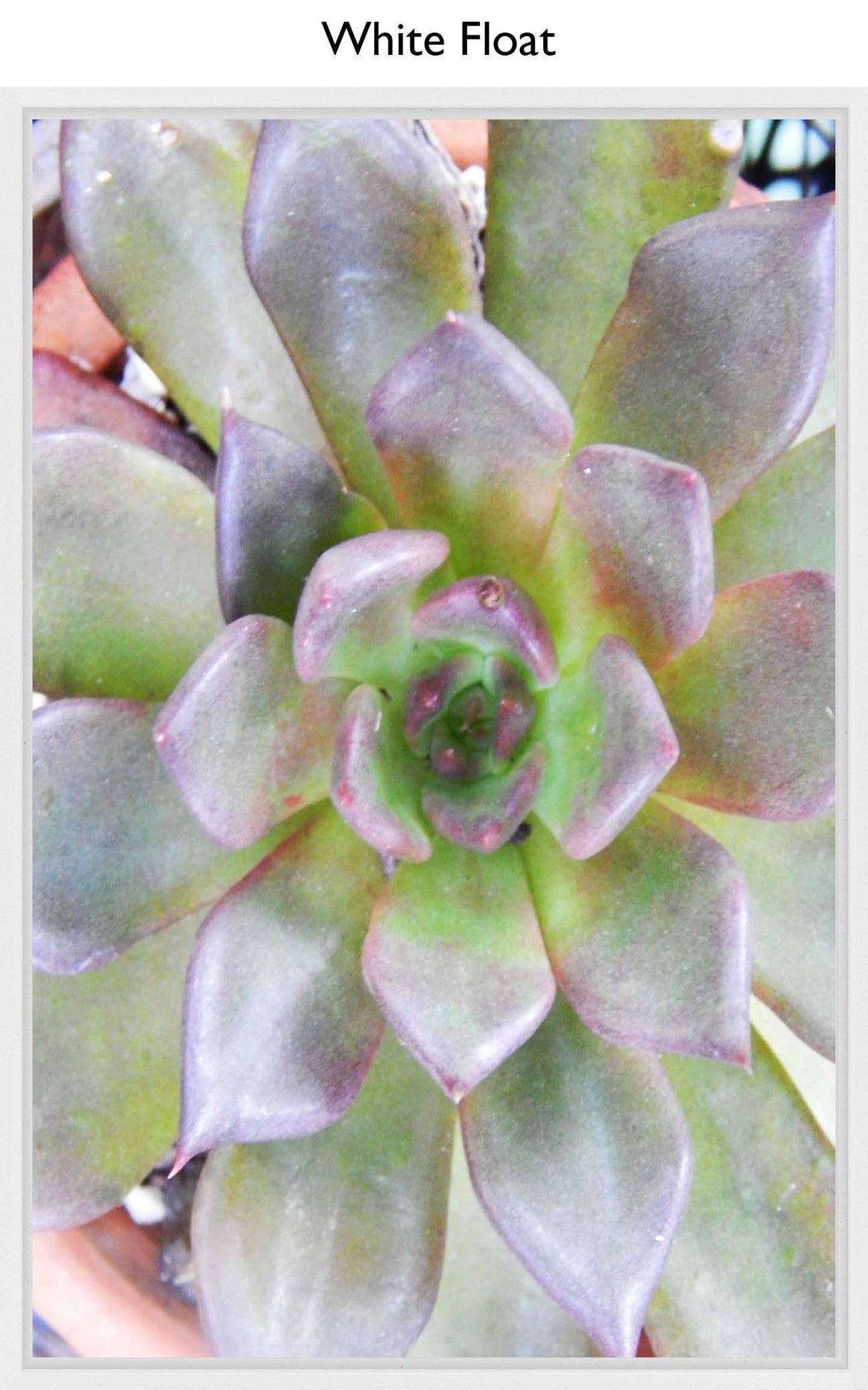 White Float