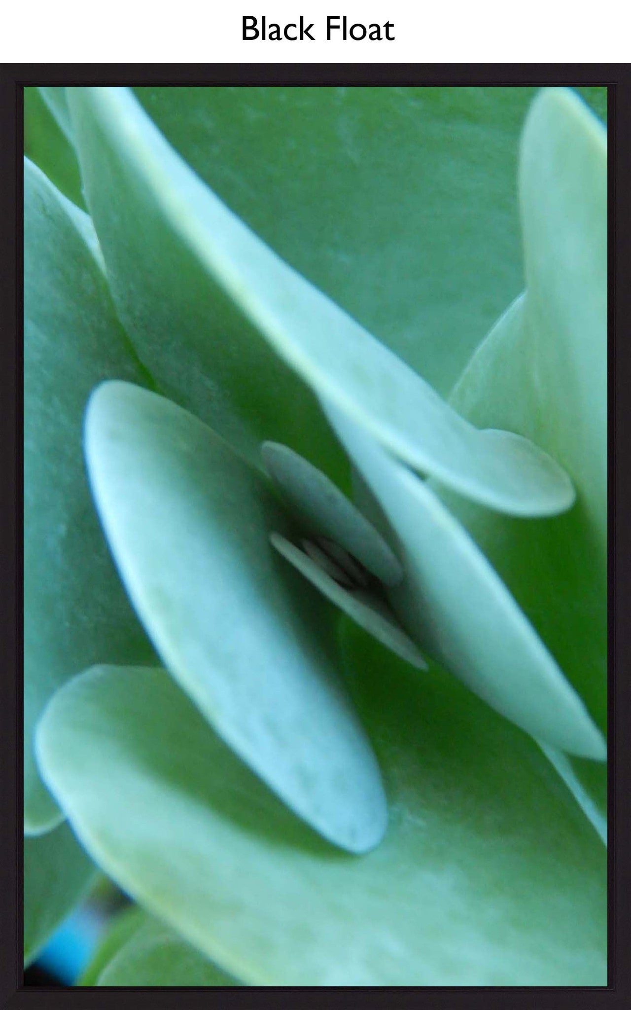 Black Float