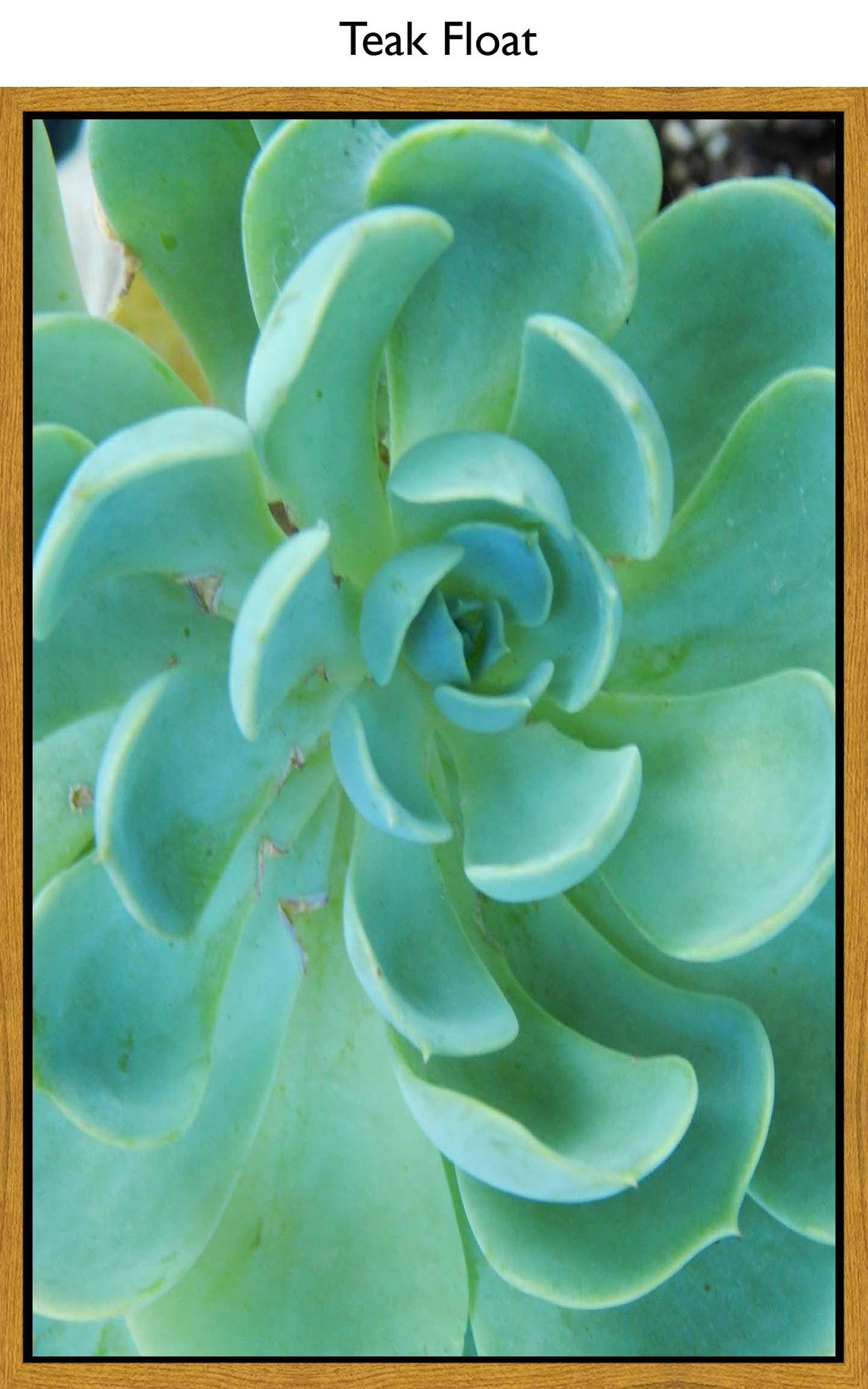 Teak Float
