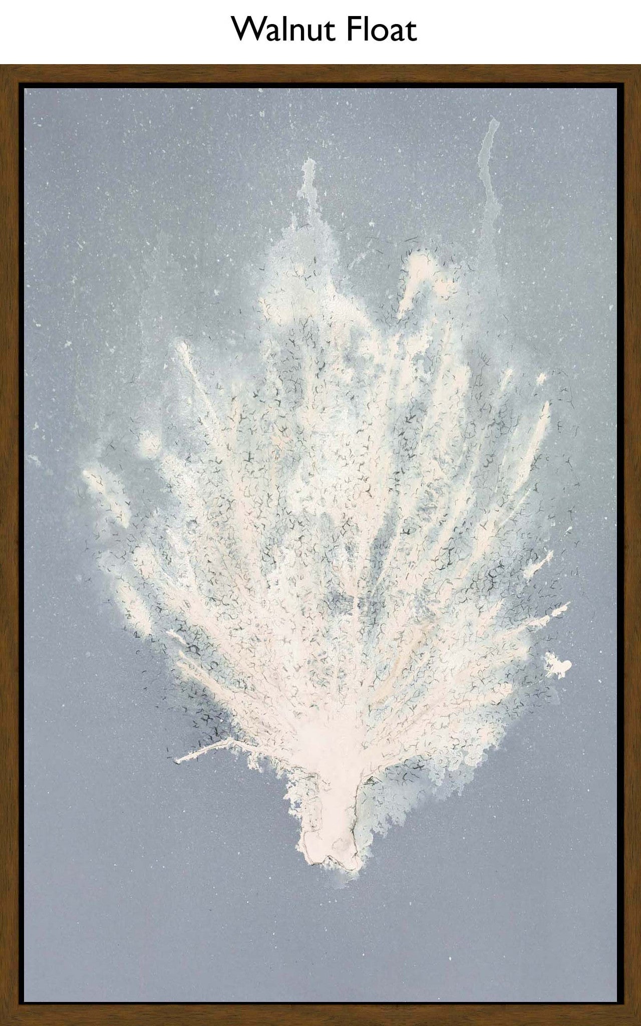 Walnut Float
