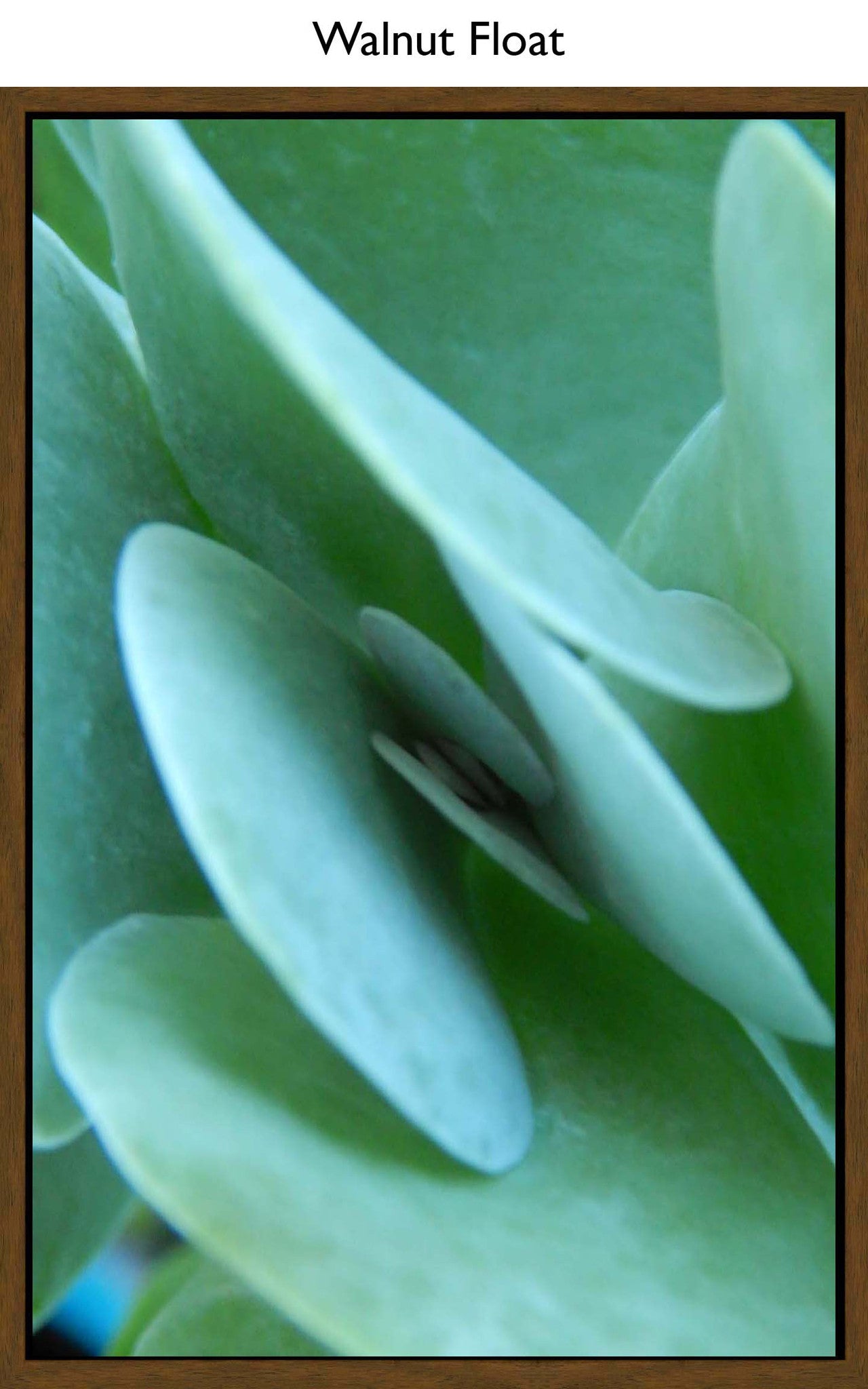 Walnut Float