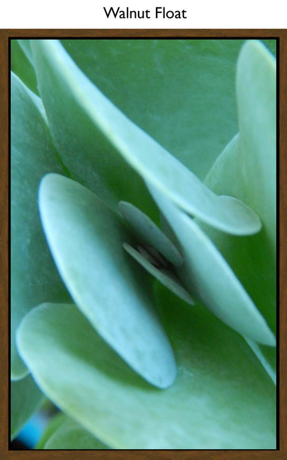 Walnut Float