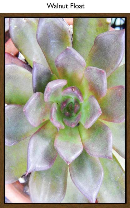 Walnut Float