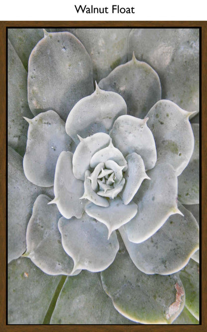 Walnut Float