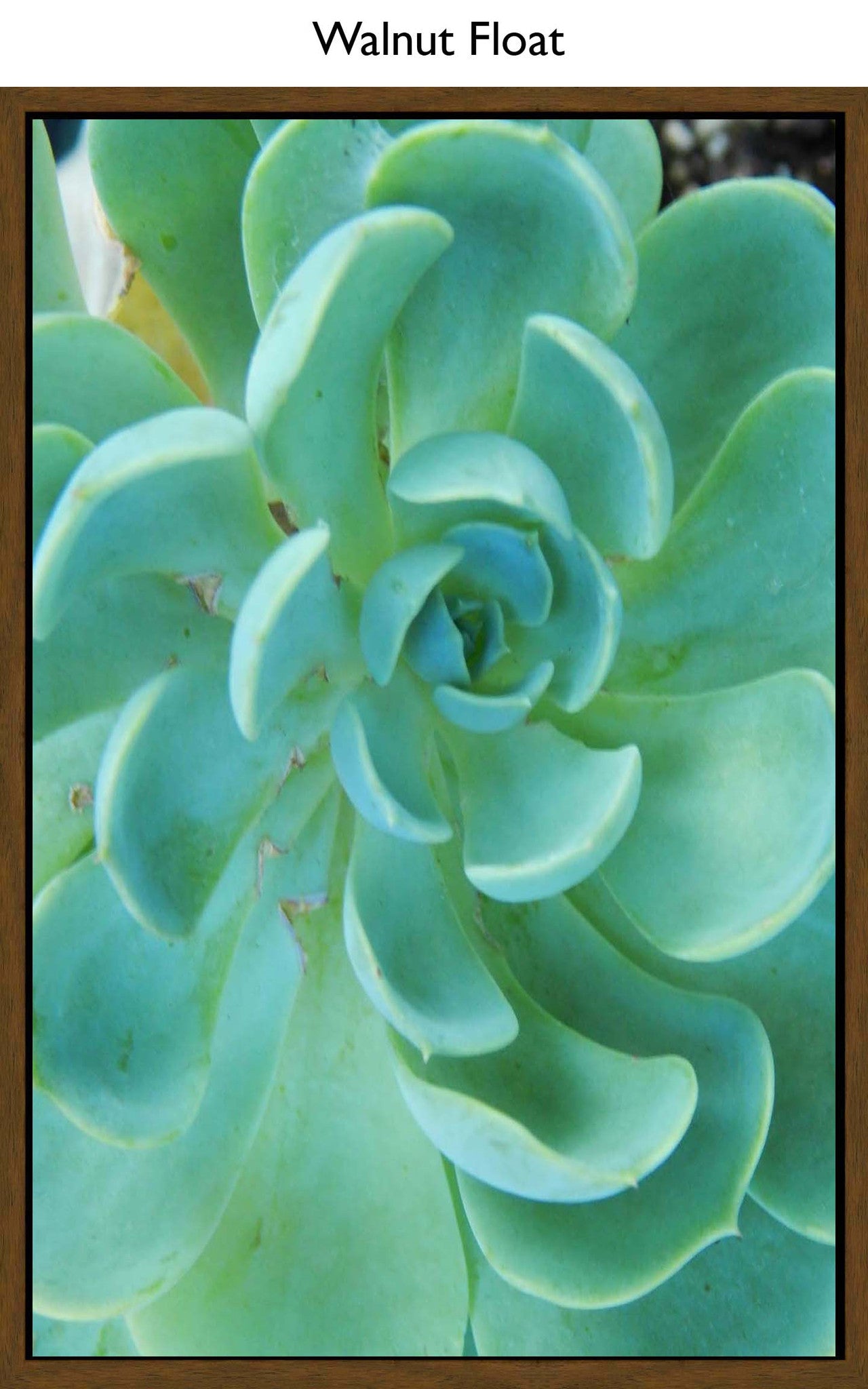 Walnut Float